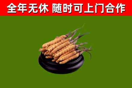 鄢陵回收冬虫夏草